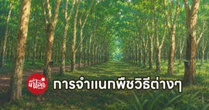 การจำแนกพืชวิธีต่างๆ